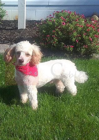 Rumpy, AKC 10# Mini Party Poodle