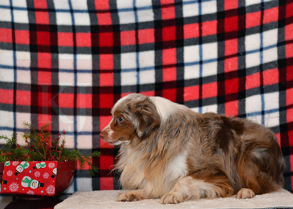 Jimmy_M_15#_AKC_Mini Aussie-6239