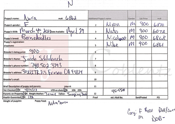 03.04.23 Bernedoodles B Sell Sheet
