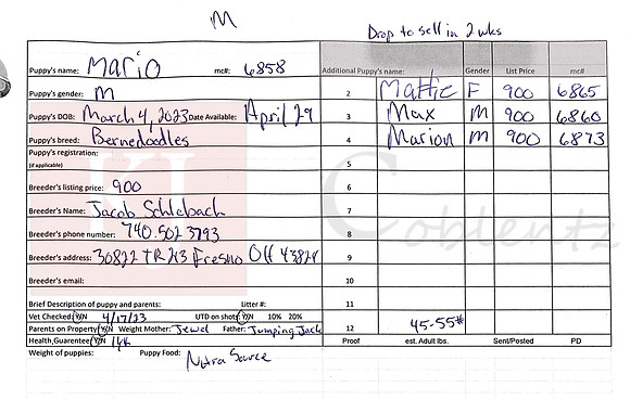03.04.23 Bernedoodles A Sell Sheet