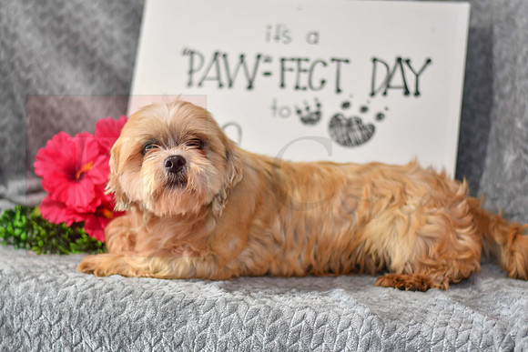 Abby_F_Lhasa Apso-1