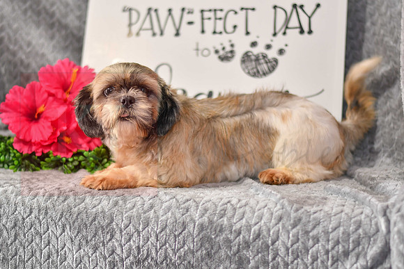 Crystal_F_Shih Tzu-1