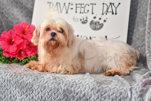 Connie_F_Lhasa Apso-1