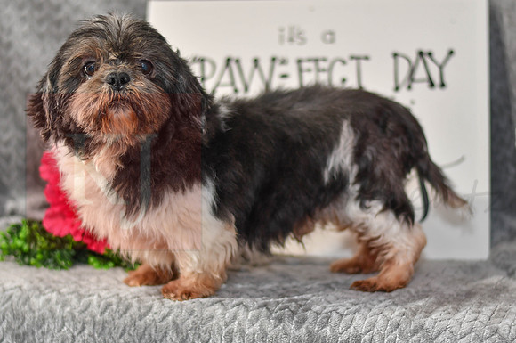 Ezra_M_Shih Tzu-1