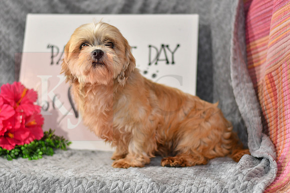 Abby_F_Lhasa Apso-2