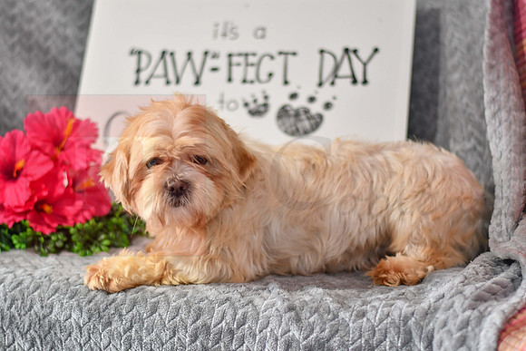 Haddie_F_Lhasa Apso-1