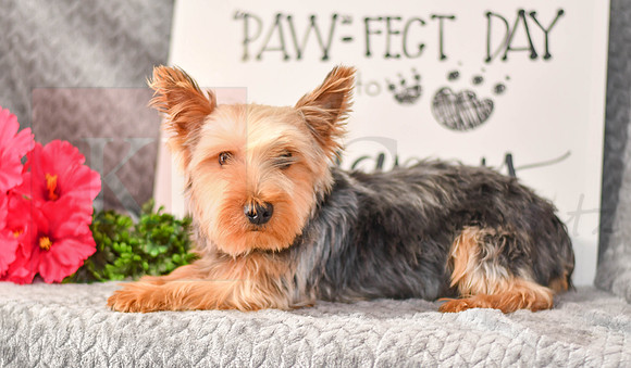 Jackson_M_Yorkshire Terrier-1