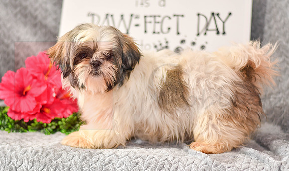 Janelle_F_Shih Tzu-1