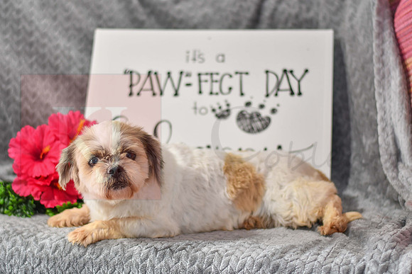 Nanncy_F_Lhasa Apso-1