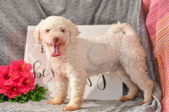 Randel_M_Poodle-1