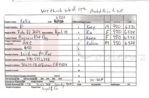 02.22.23 Bernese Mt Dogs Sell Sheet