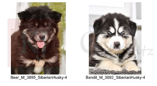 01.03.21 Siberian Huskies Litter Photo