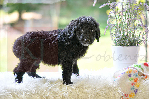 Macy_F_0023_Aussiedoodle-4
