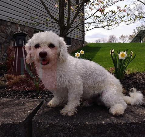 Goldie_M_12lbs
