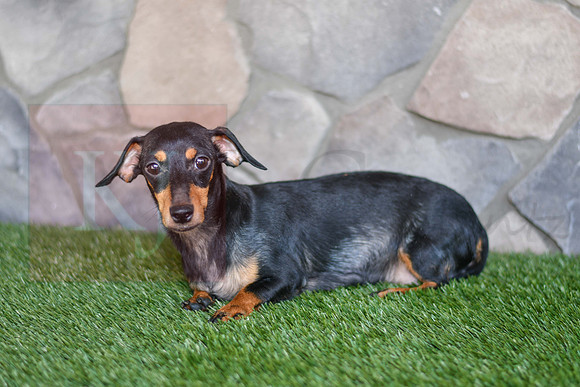 Frances_F_Mini Dachshund-1