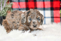 October_M_9872_Aussiedoodle-7249