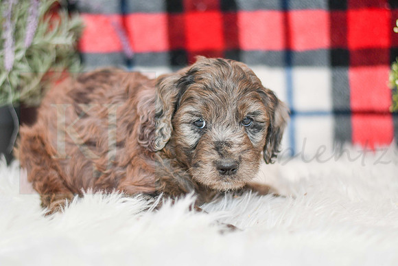 October_M_9872_Aussiedoodle-7249