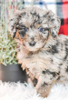Paris_F_0044_Aussiedoodle-7158