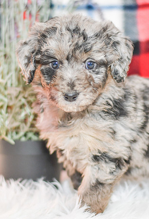 Paris_F_0044_Aussiedoodle-7158
