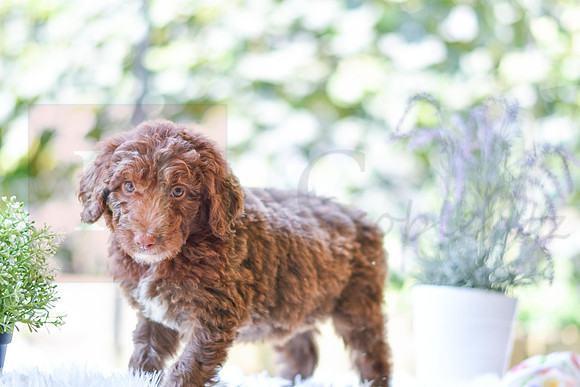Mitch_M_0022_Aussiedoodle-4