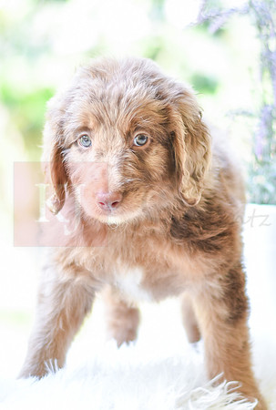 Moxie_F_0027_Aussiedoodle-2