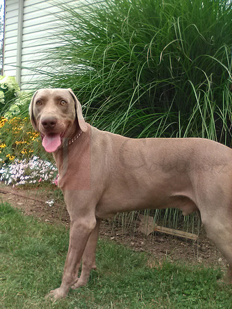 Father_Mr Daddy_Weimaraner