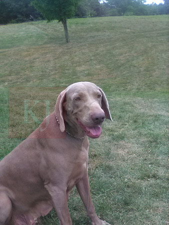 Mother_Lucy_Weimaraner