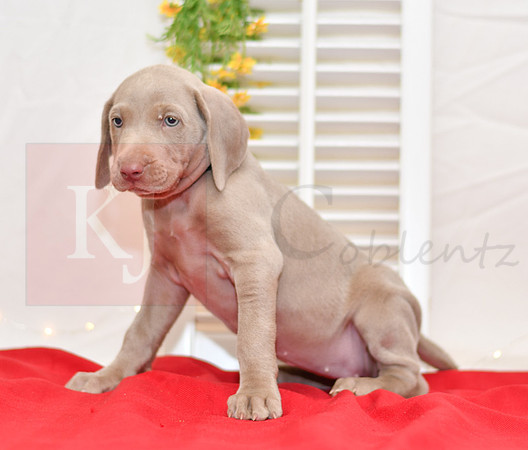 Reba_F_Weimaraner-2