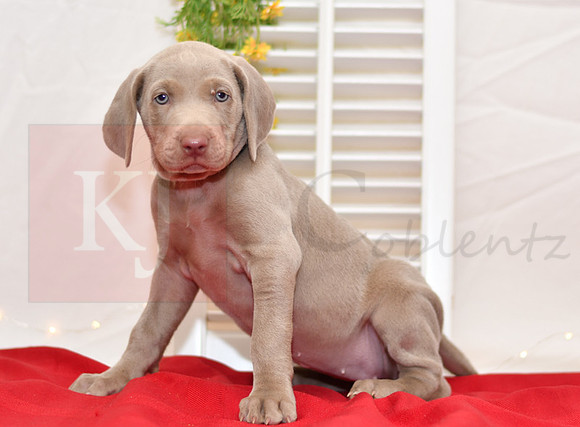 Reba_F_Weimaraner-3