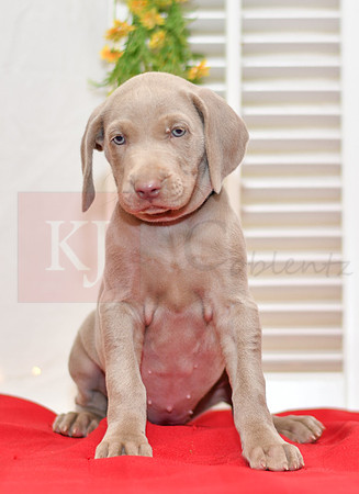 Reba_F_Weimaraner-4