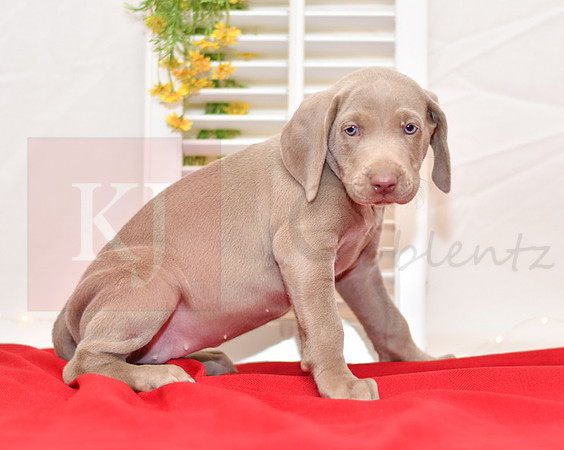 Reba_F_Weimaraner