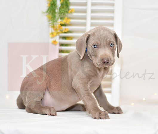 Ringo_M_Weimaraner-2