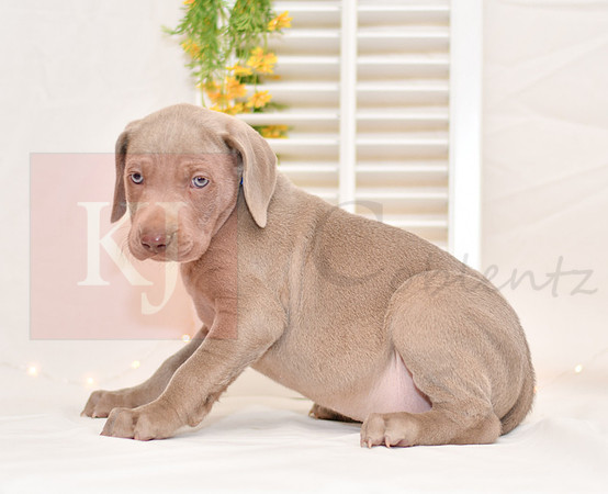 Ringo_M_Weimaraner-3