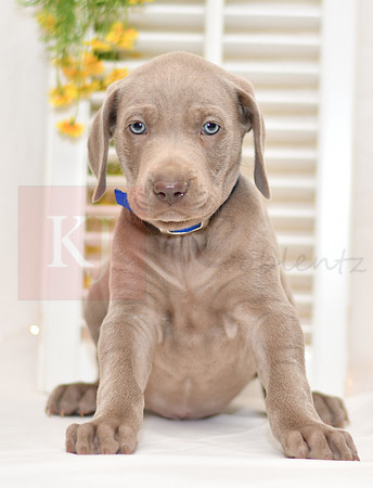 Ringo_M_Weimaraner-4