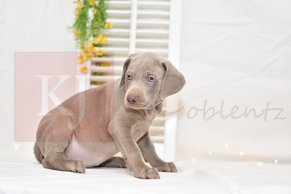 Ringo_M_Weimaraner