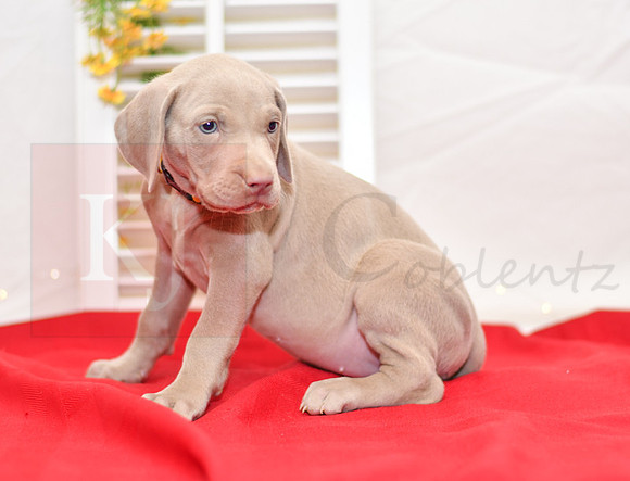Rio_F_Weimaraner-2
