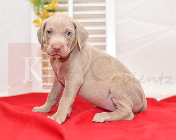 Rio_F_Weimaraner-3