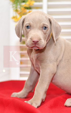 Rio_F_Weimaraner-4