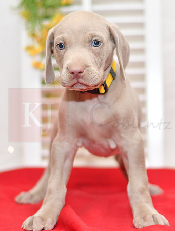 Rio_F_Weimaraner-5