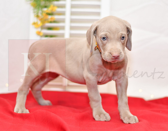 Rio_F_Weimaraner