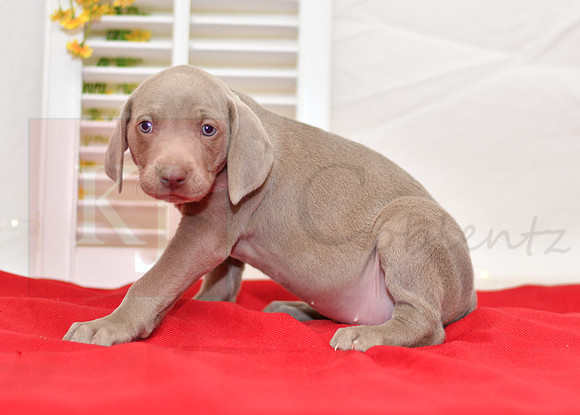 Rizzo_F_Weimaraner-3