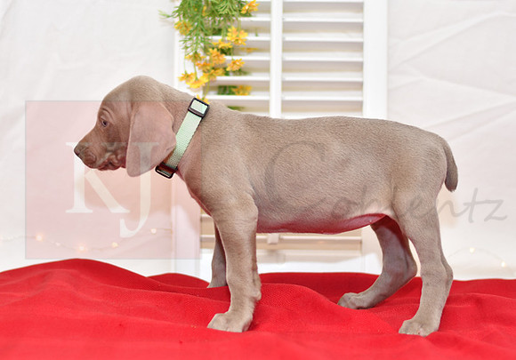 Rizzo_F_Weimaraner-2