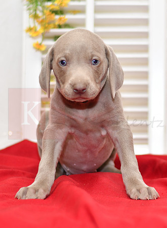 Rizzo_F_Weimaraner-4