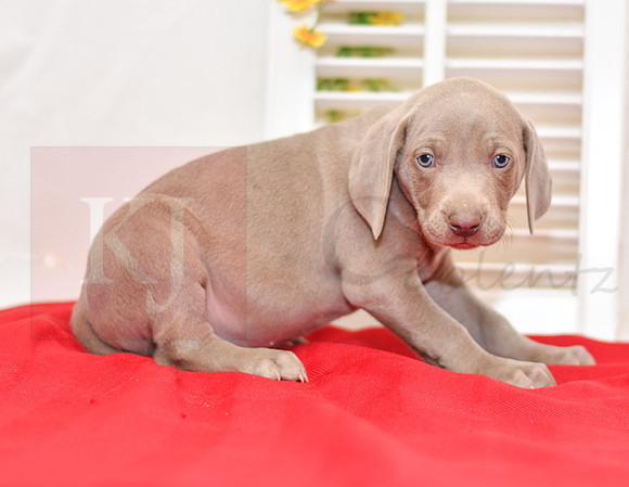 Rizzo_F_Weimaraner