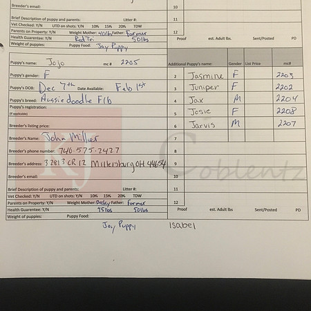 12.07.20 Aussiedoodles F1b Sell Sheet