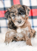 Ocean_M_0058_Aussiedoodle-7246-2