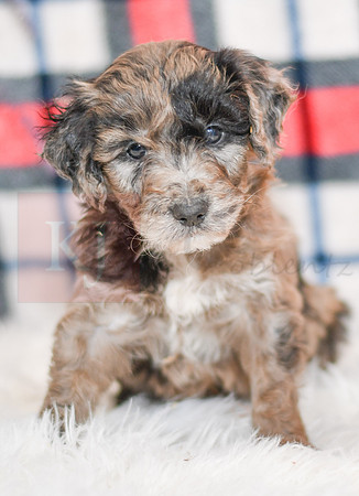 Ocean_M_0058_Aussiedoodle-7246-2