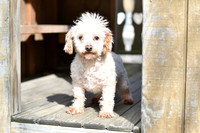 Charley_M_Father_ACA_MiniPoodle