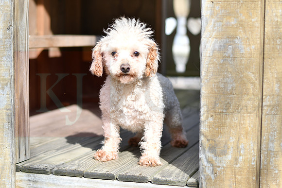 Charley_M_Father_ACA_MiniPoodle