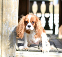 Dotty_F_Mother_ACA_Cavalier